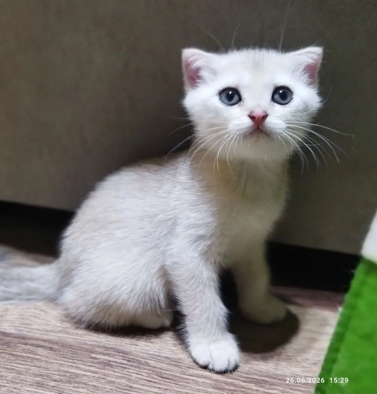 срочно продаются шотландские котята голубое золото — фото 3