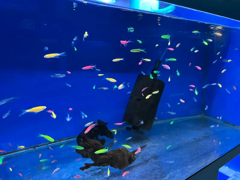 Рыбки Danio Glofish 4 Рыбки Danio Glofish 4