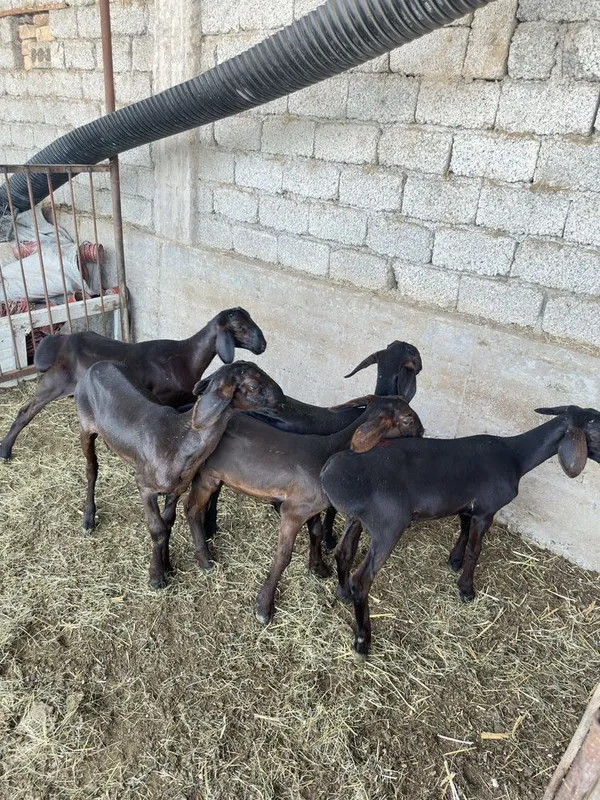 Куй кузи кучкорла сотилади 3 Куй кузи кучкорла сотилади 3