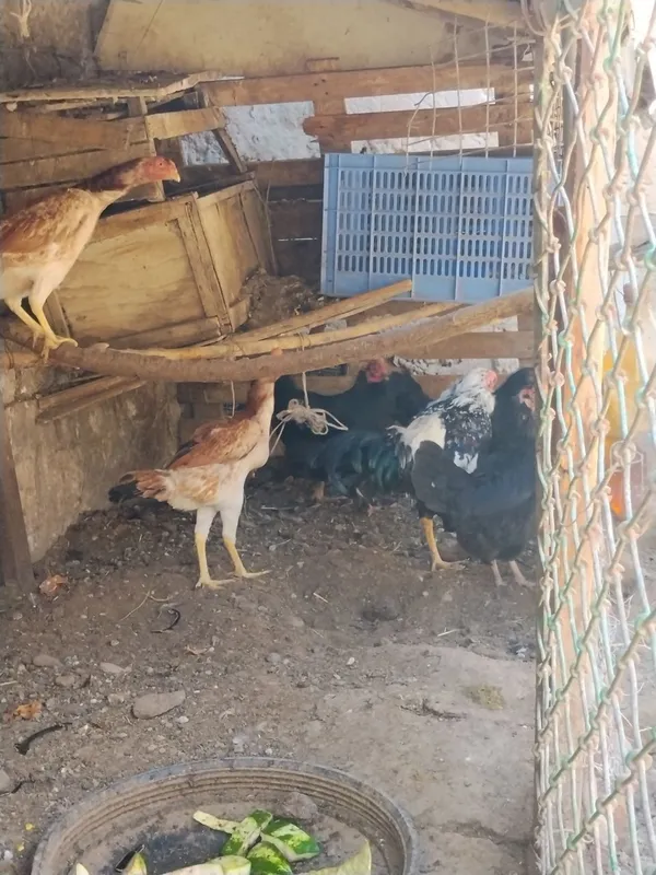 Tovuqlar sotiladi soglom kamaytiriwga — фото 1