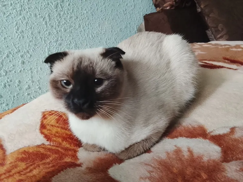 Сеамская кошка а также кот британской 3 Сеамская кошка а также кот британской 3