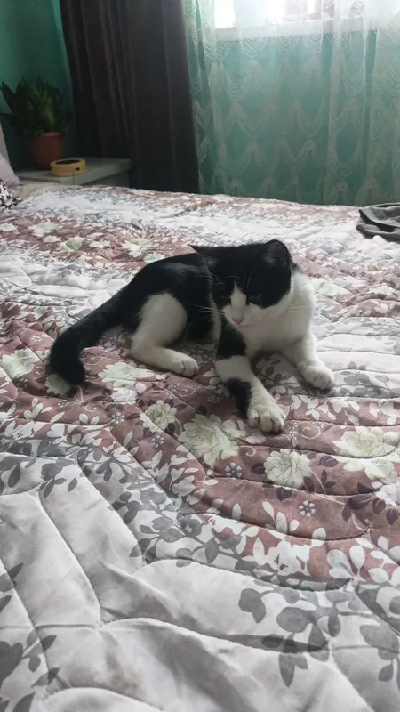 Добрые ручки котёнок мальчик