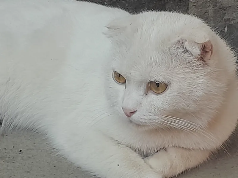 Кошка скотш 2