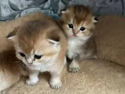 Недорого! Золотая шиншилла