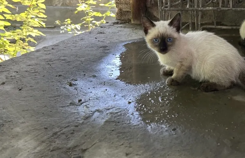 Котята