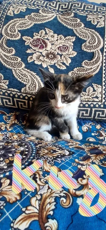 Котята в добрые и заботливые руки.