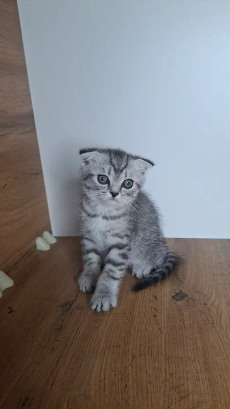 Котята 3 Котята 3