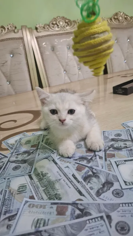 Sotiladi Shinshella 1 mln 3