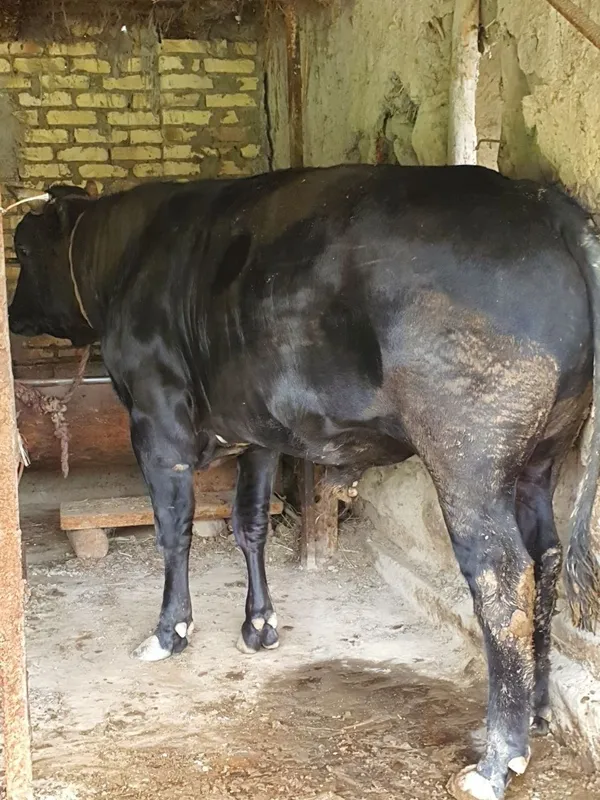 buqqa sotiladi narxi 31 mln so'm keishiladigan joyi bor — фото 3