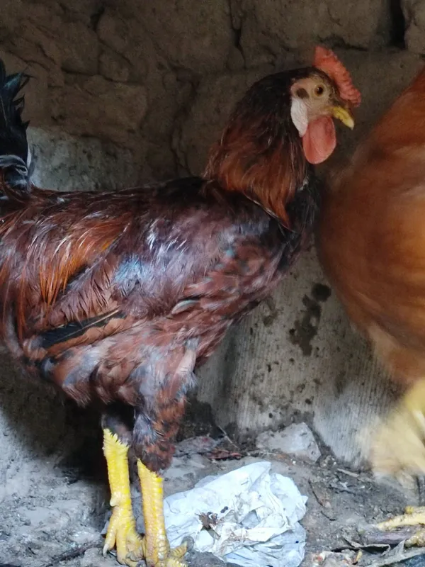 2 ta xoʻroz mesni tozza 1 ta kulangi tovuq kurk boʻgan tuxum bostirsah 1 2 ta xoʻroz mesni tozza 1 ta kulangi tovuq kurk boʻgan tuxum bostirsah 1