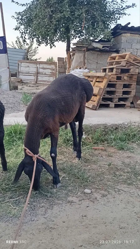 Qôchqor sotiladi 2