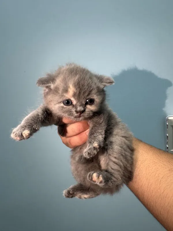 Котяты чистокровные — фото 4