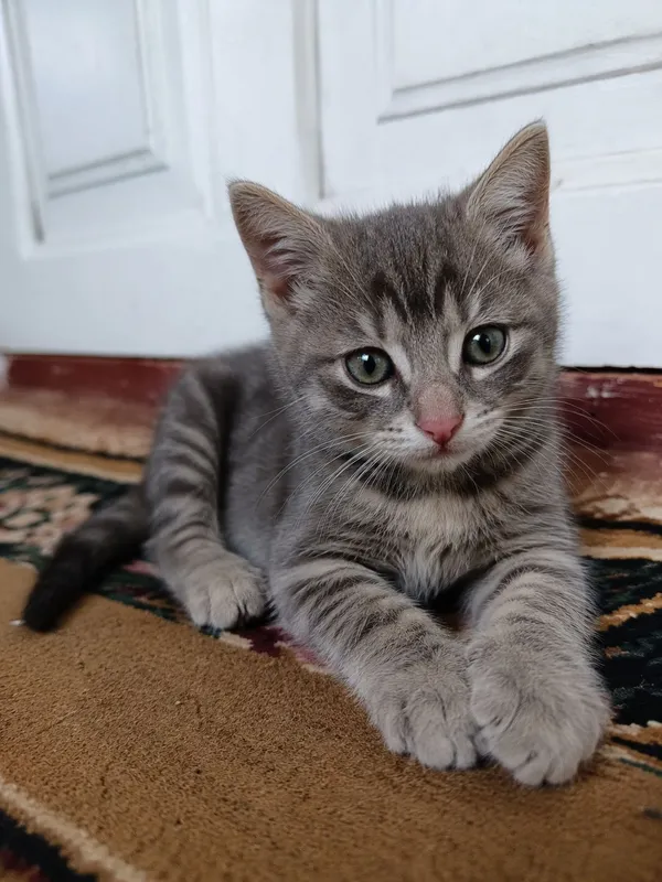 British Shorthair. Uyinqaroq LEO. 2-3 oylik aqlli British Shorthair. Uyinqaroq LEO. 2-3 oylik aqlli