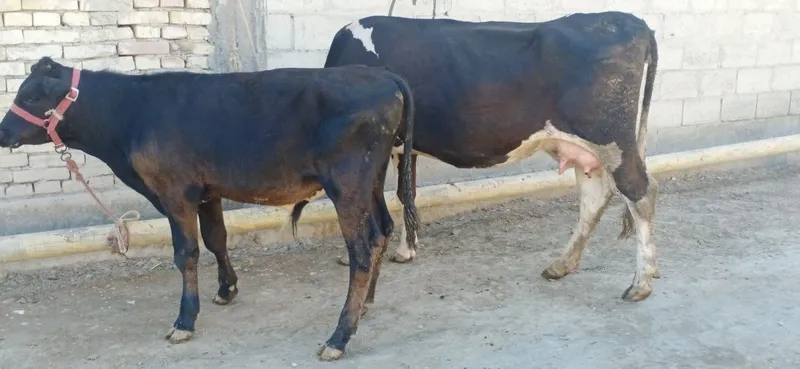 Ona bola sigirlar 5