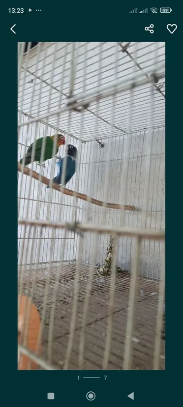 Продаются неразлучники пара — фото 2