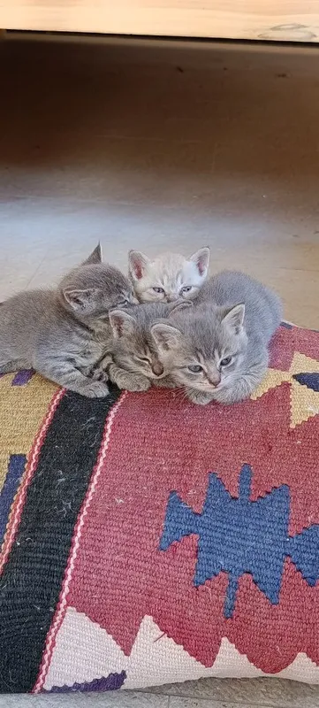 Британский котенок — фото 1