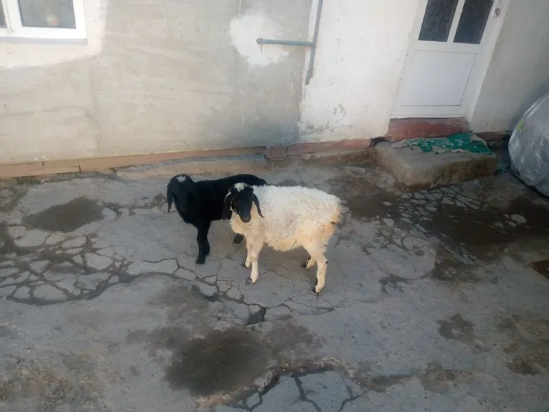 Egiz. Barralar sotiladi 3