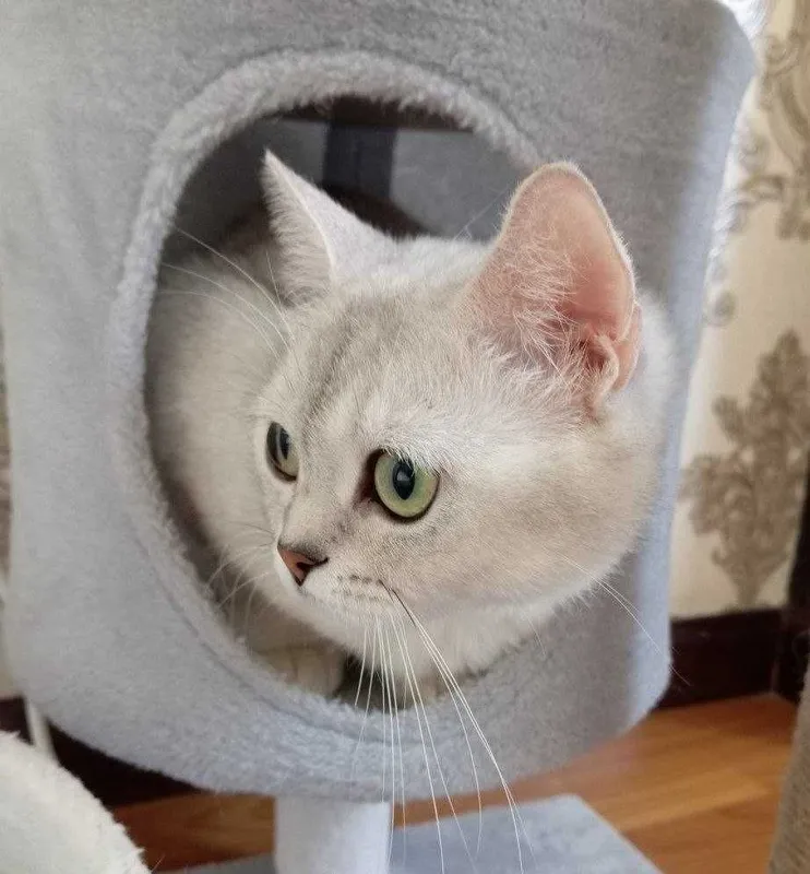 Британская короткошерстная (самка)