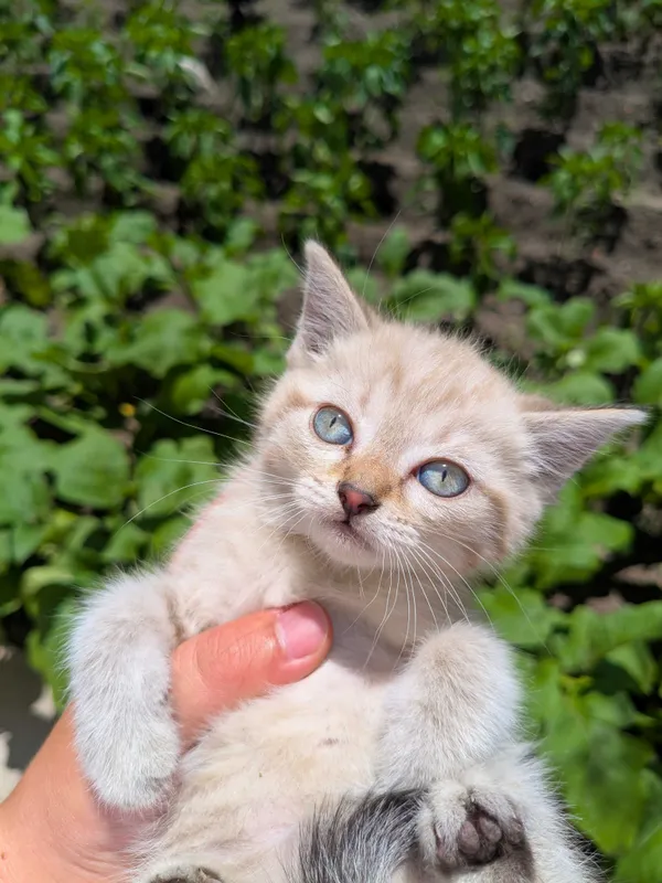 Котята ищут хороших хозяев 1