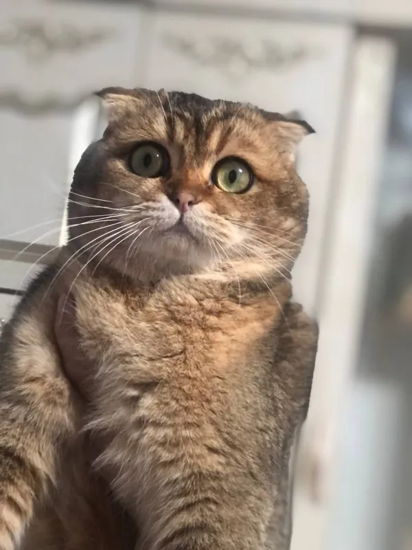 Продаётся умный кошка — фото 2