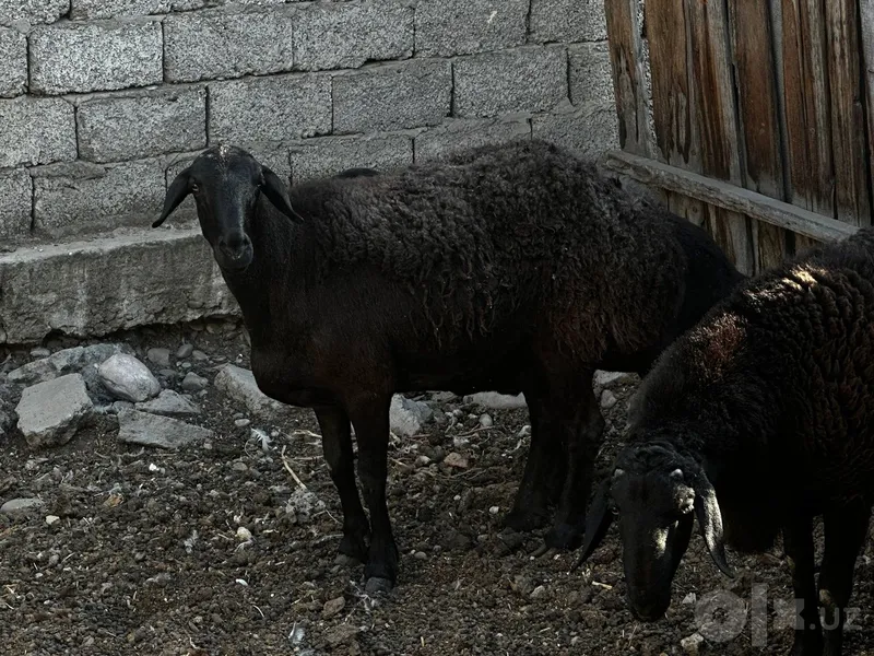Продаются два барана 4 Продаются два барана 4