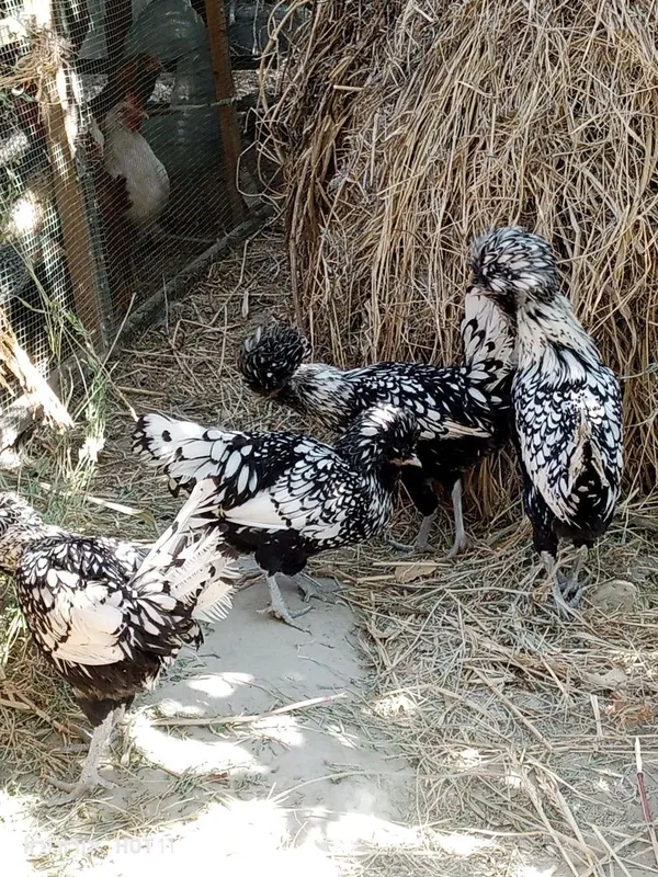 Paduvan oq xöroz va tovuqlari sotiladi 4 Paduvan oq xöroz va tovuqlari sotiladi 4