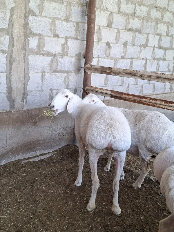Soglom qo'ylar sotiladi