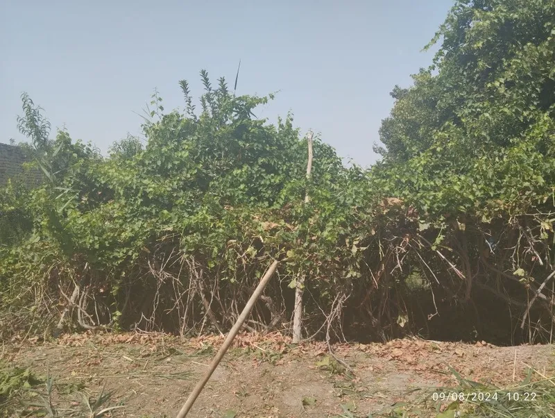 Qarakôlda uy sotiladi holati yaxshi — фото 6
