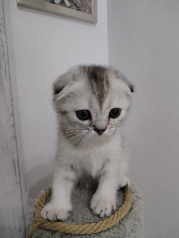 котята — фото 2