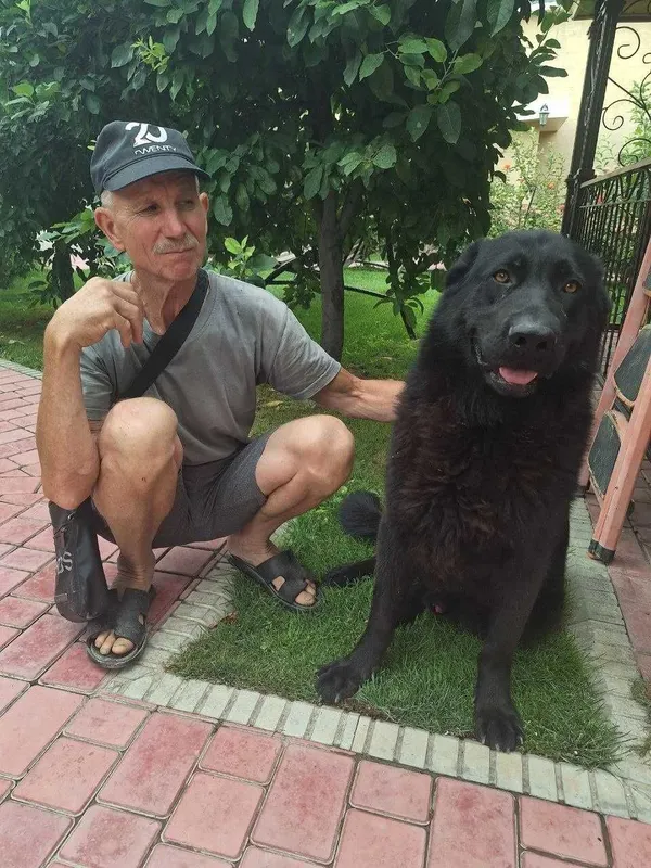 Предлагается для вязки кобель немецкой овчарки 3 Предлагается для вязки кобель немецкой овчарки 3
