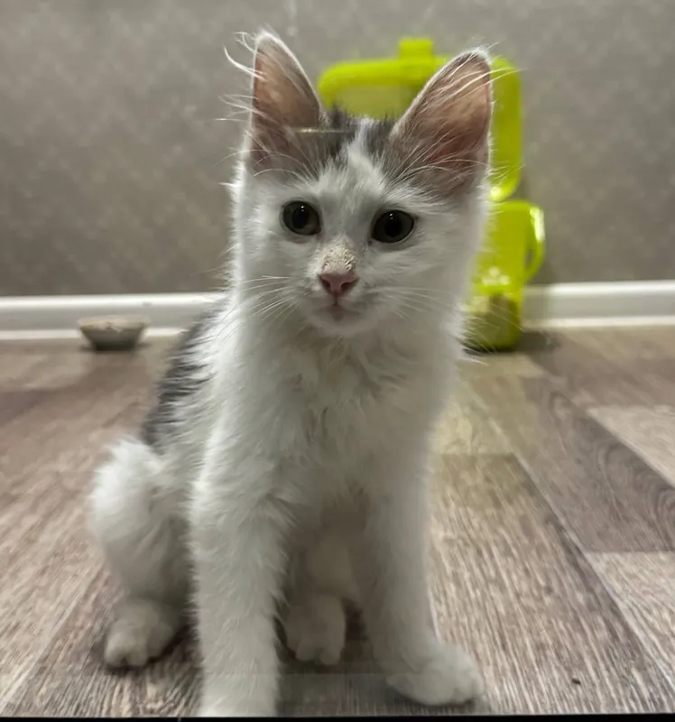Котенок ищет дом 2