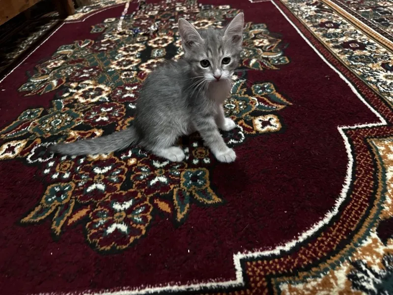 Котята домашней кошки 3