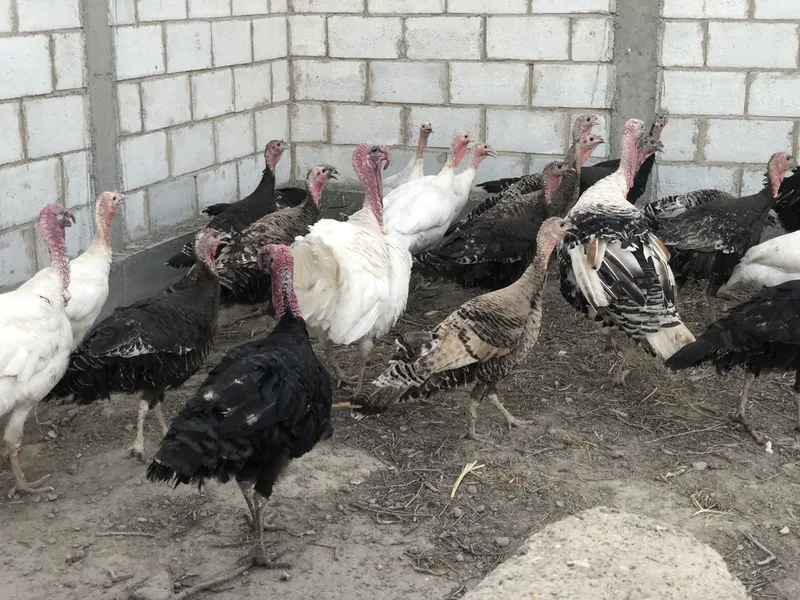 Kurkalar sotiladi 4