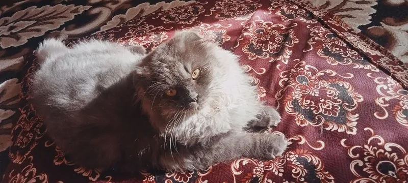 Uy mushugi beozor
