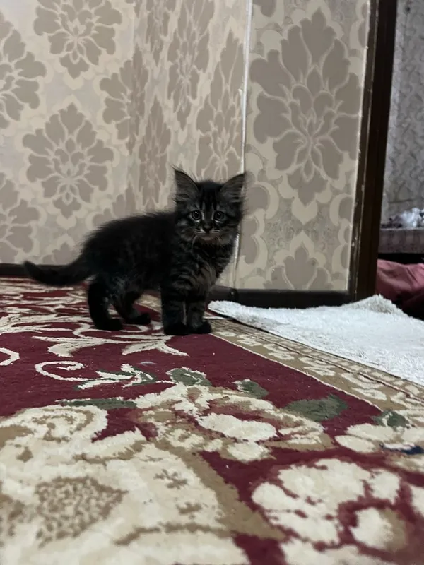 отдам в хорошие руки