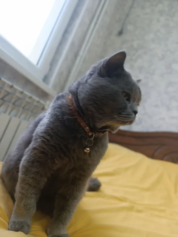 кот 3 года 1 кот 3 года 1