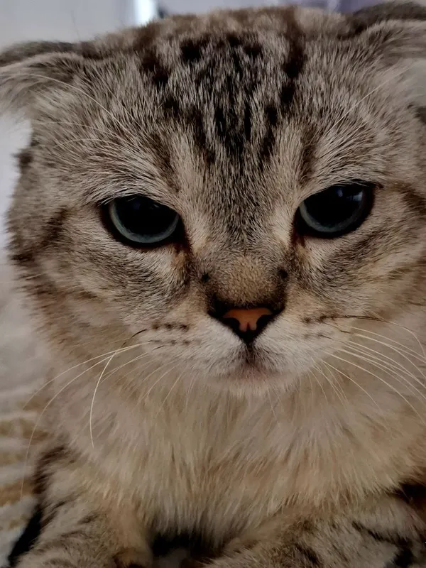 Кошка шотланский — фото 3