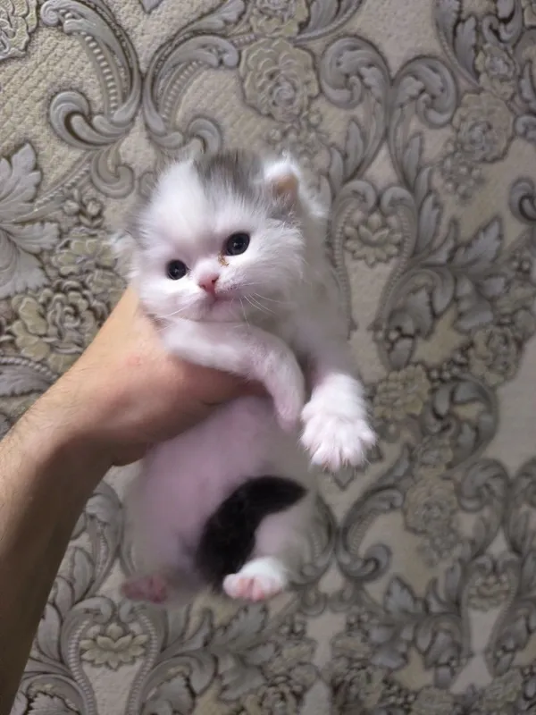 Вислоухие котята — фото 2