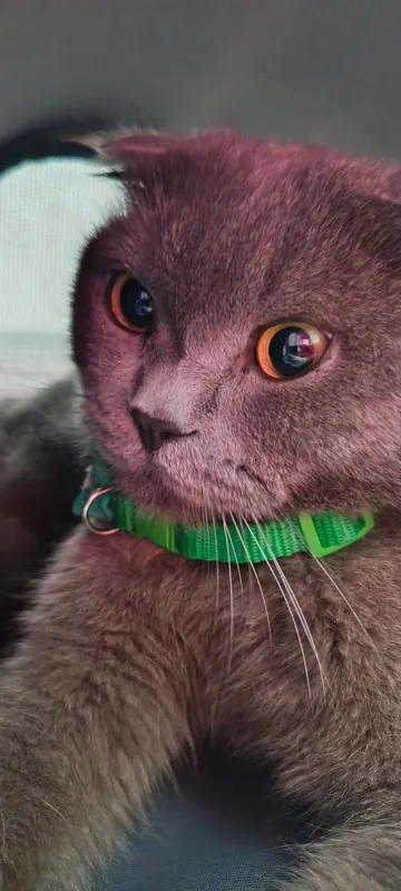 Scottish Fold sotiladi