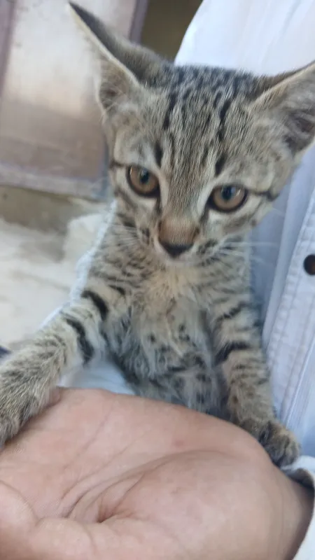 Mushuk Pishak Uy hayvon 2