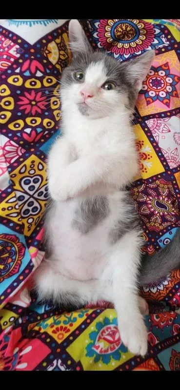 Отдам в хорошие руки котенка , самец