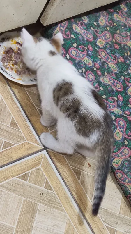 Котята, в хорошие руки — фото 1
