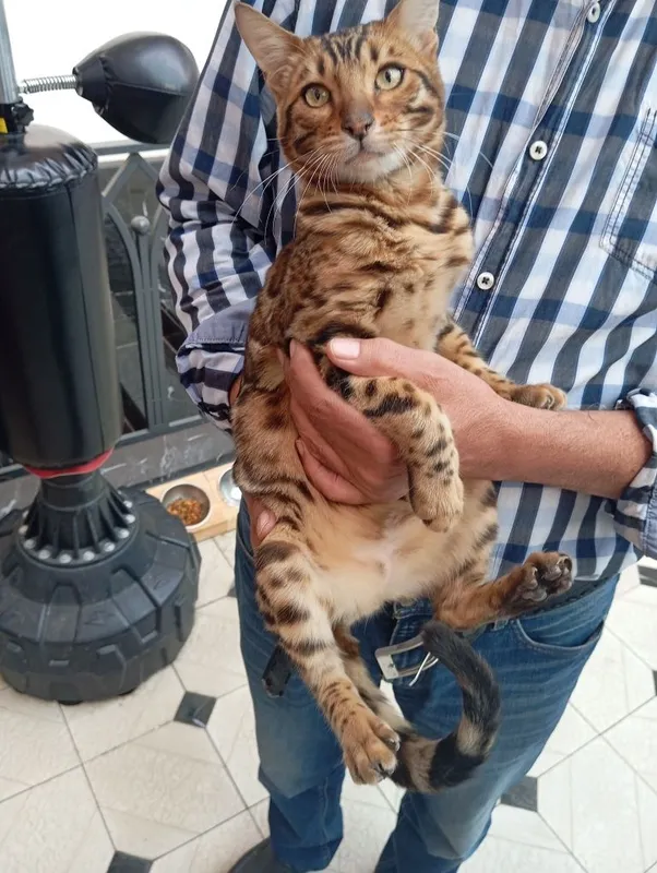 Zoti Bengal toza zot o'g'il 3 Zoti Bengal toza zot o'g'il 3