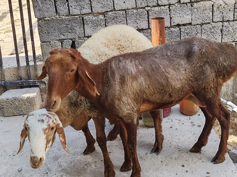 Ona bola qo'y srochna sotiladi 3 Ona bola qo'y srochna sotiladi 3