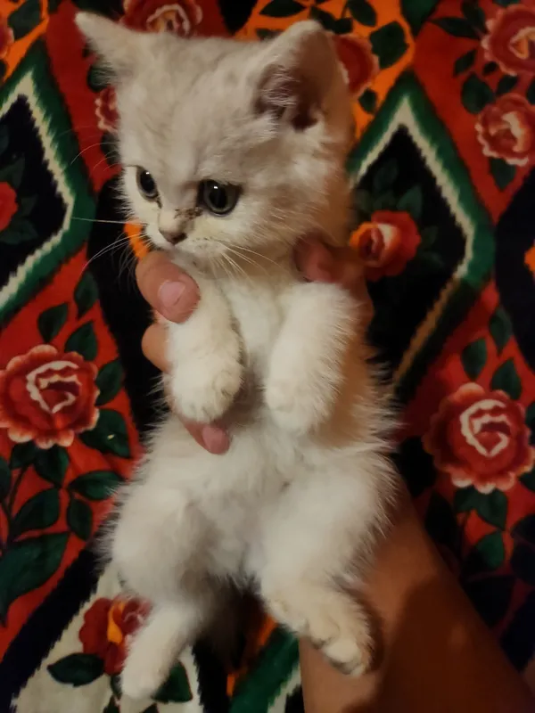 biritan shinshillasi kumush biritan shinshillasi kumush
