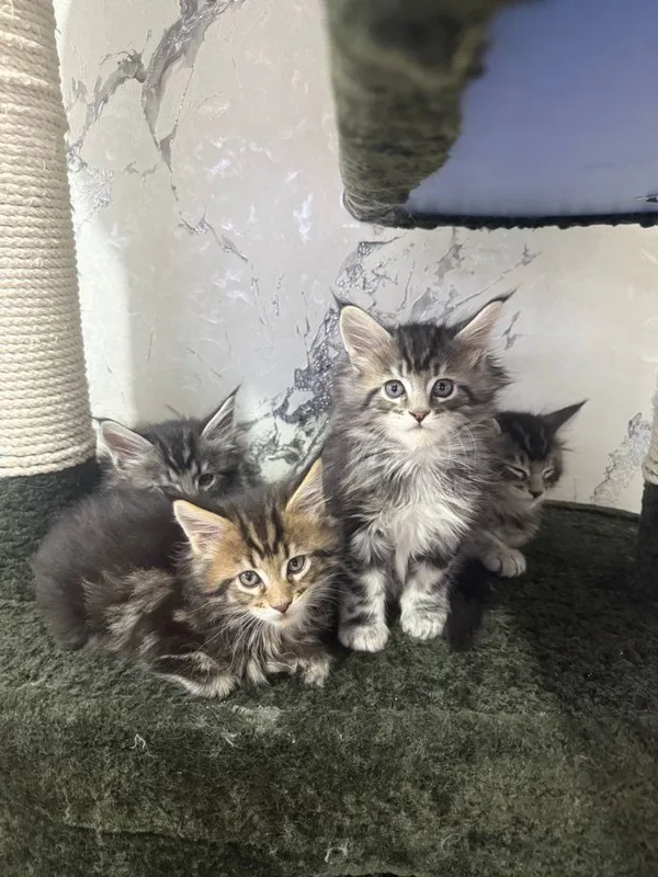 Элитные котята Maine Coon от чистокровных родителей 3