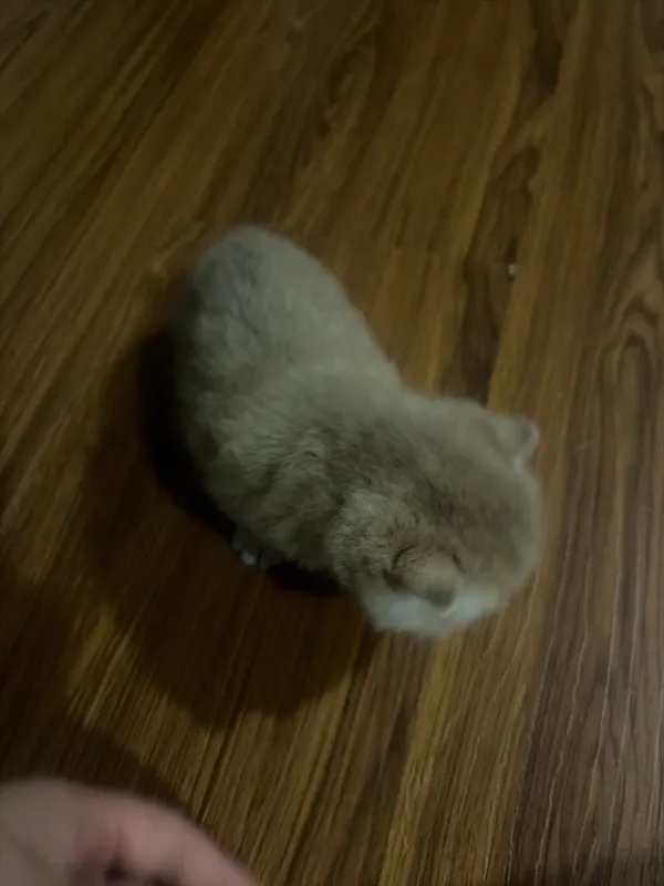 Котёнок 2 Котёнок 2