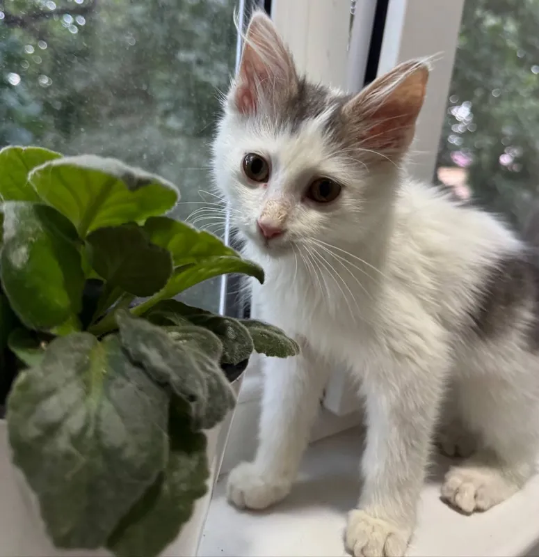 Котенок ищет дом 1