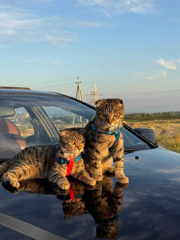 отдам кошек в хорошие руки 1 отдам кошек в хорошие руки 1
