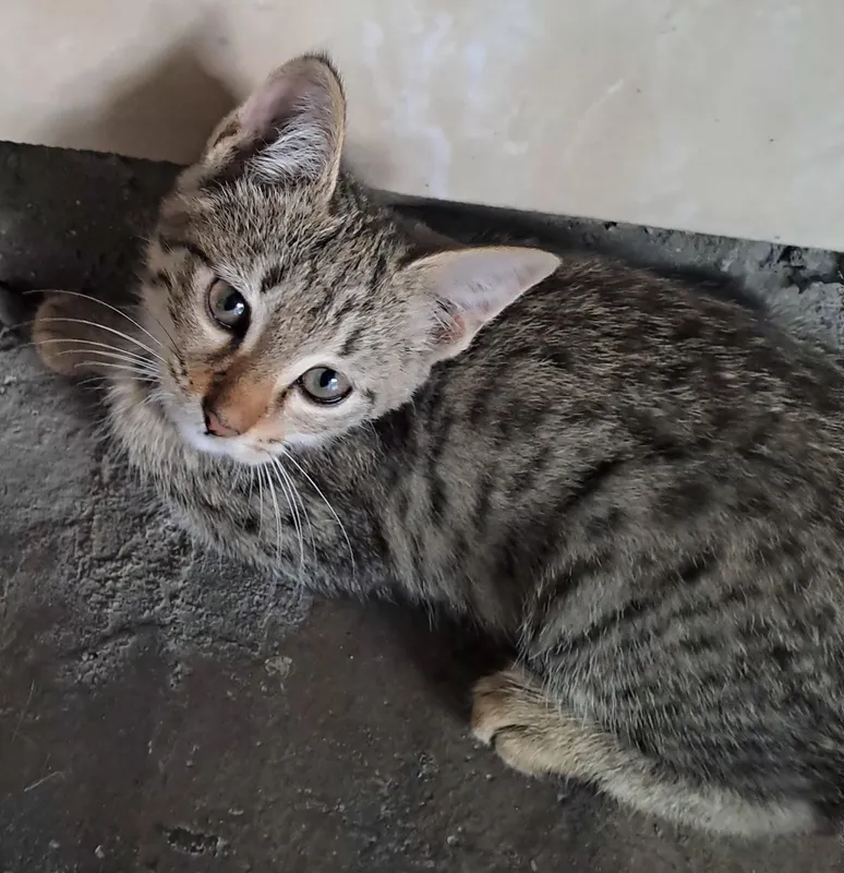 домашная кошка с малышом